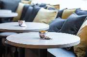 HARBR. Hotel Ludwigsburg , a member of Radisson Individuals - Restaurant