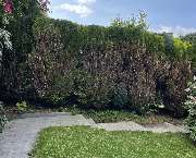 Harry's Haus- & Gartenservice - 15