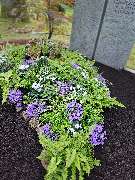 Hastrich Grabgestaltung & Grabpflege - Hastrich Grabgestaltung & Grabpflege