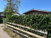 Haus-&Gartenservice Rose - 24