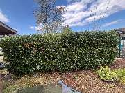 Haus-&Gartenservice Rose - 26