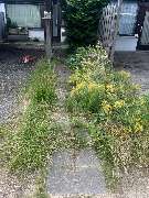 Haus-&Gartenservice Rose - 28