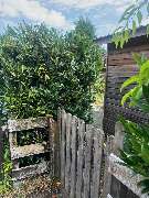 Haus-&Gartenservice Rose - 32