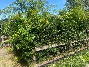 Haus-&Gartenservice Rose - 8