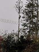 HD Baum&Gartenpflege - 1000005870.jpg