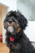 HDI Versicherungen: Ingo Scheffler - Unser Agenturhund Toni Scheffler aus Mainz