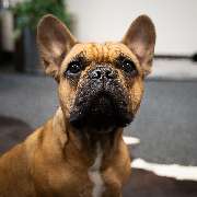 HDI Versicherungen: Pamela Wohl - HDI Pamela Wohl in Grasbrunn - Agenturhund Barney