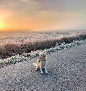 HDI Versicherungen: Ralf Schütze - Hund mit Sonnenuntergang