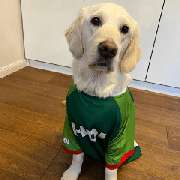 HDI Versicherungen: Stefan Bartkowiak - Hund