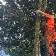 HDS Hausmeisterservice Entrümpelung Baumfällung Entkernung Demontage Altmetall-Entsorgung - GALLERY