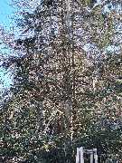 HDS Hausmeisterservice Entrümpelung Baumfällung Entkernung Demontage Altmetall-Entsorgung - GALLERY