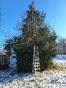 HDS Hausmeisterservice Entrümpelung Baumfällung Entkernung Demontage Altmetall-Entsorgung - GALLERY