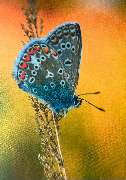 Heidrun Schlenker - GALLERY