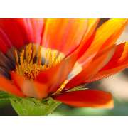 Heilpraktikerin Fiona Hunter - Praxis für Kinesiologie und Naturheilkunde in Wiesbaden - LOGO