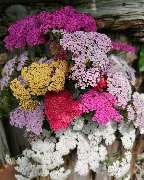 HEIMRICH Garten-Center - GALLERY