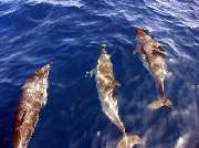 HELMSail Segelreisen - 5