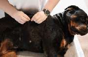 Hero Tierphysio Kochniss - GALLERY