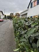 Herrmann Haus- & Gartenservice - GALLERY