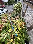 Herrmann Haus- & Gartenservice - GALLERY