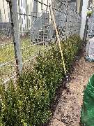 Herrmann Haus- & Gartenservice - GALLERY