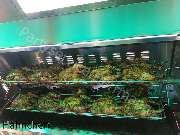 Herrmann Partyservice - Spannferkelgrill