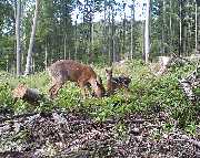 Herzoglich Bayerisches Forstgut Banz - GALLERY