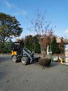 Hesselmann Baumschulen - GALLERY