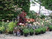 Hesselmann Baumschulen - GALLERY