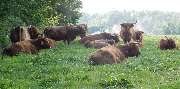 Highland Cattle vom Bestethal Hahn Lange GbR - GALLERY