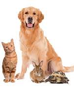 Himmelgarten -  Sterbevorsorge für Haustiere - 3