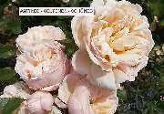 Hinter der Rosenhecke 64 - 1