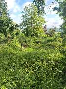 HmSservice - Grundstück Rodung vorher