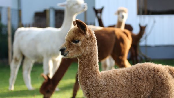 Hocheifel Alpakas - GALLERY