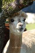 Hocheifel Alpakas - GALLERY