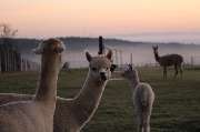 Hocheifel Alpakas - GALLERY