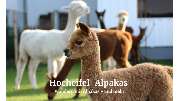 Hocheifel Alpakas - GALLERY