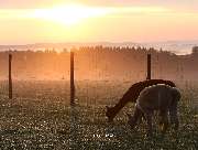 Hocheifel Alpakas - GALLERY