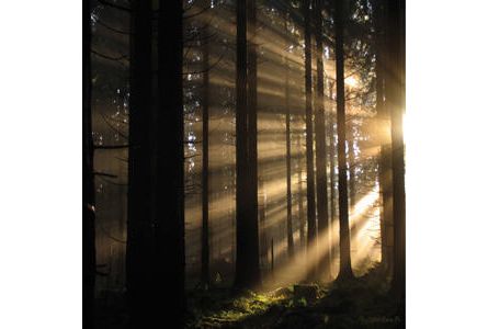 Höhn Bestattungen - GALLERY