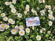 Holdt Beratung-Auditierung-Mediation - 2