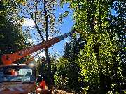 Holz Hilbich Baum- & Forstarbeiten - GALLERY