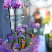 Holzschuh Blumen - GALLERY