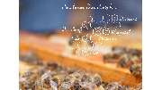HoodyBee - Dein Lieblingshonig aus der Nachbarschaft - GALLERY