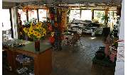 HORNUNG - Pflanzen - GALLERY