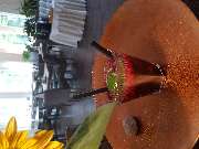Hotel Restaurant Anders - GALLERY