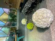 Hubein Diana - GALLERY