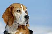 Hunde Freude