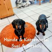 Hunde & Katzenhotel Susi & Strolch - GALLERY