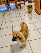 Hunde & Katzenhotel Susi & Strolch - GALLERY