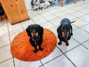Hunde & Katzenhotel Susi & Strolch - GALLERY