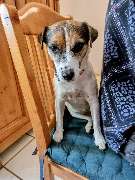 Hunde & Katzenhotel Susi & Strolch - GALLERY